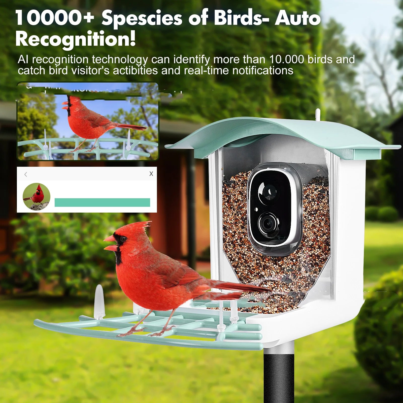 Solar Smart Bird Feeder